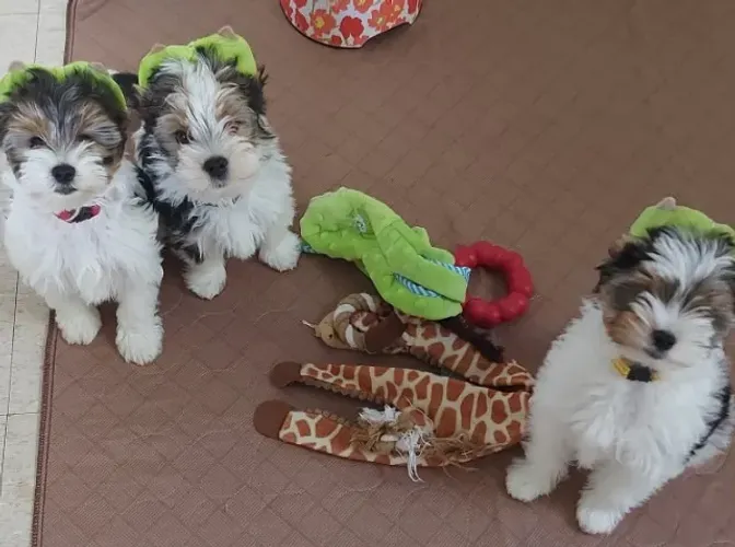 Biewer Terrier Vacinado, Vermifugado e Treinado no Tapetinho