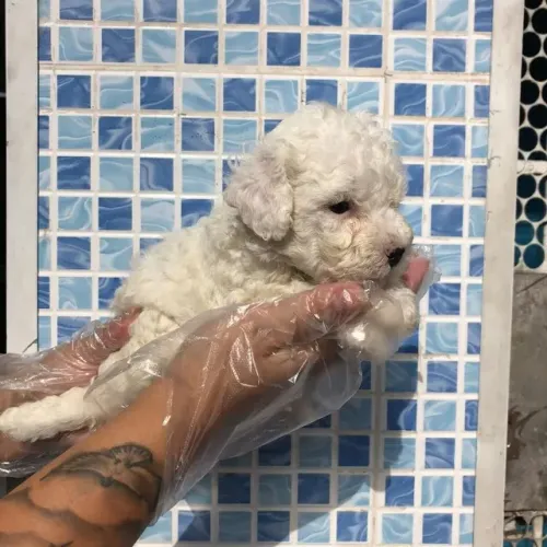Poodle toy trabalhamos com mais de 20 raças.