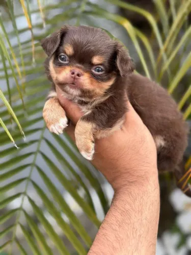 Chihuahua de Alta Linhagem - Vermifugado e Parcelado no cartão