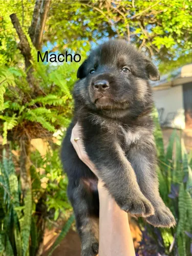 Filhotes de Pastor Alemão Preto - fêmeas e macho disponíveis