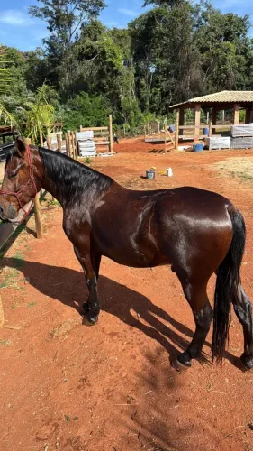 Cavalo Pônei / piquira