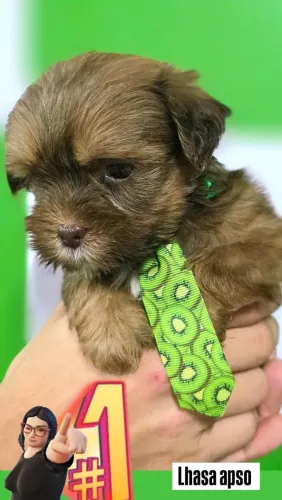 Lhasa apso