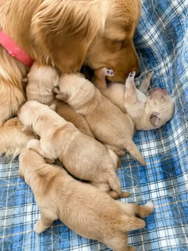 Golden retriever lindo filhote