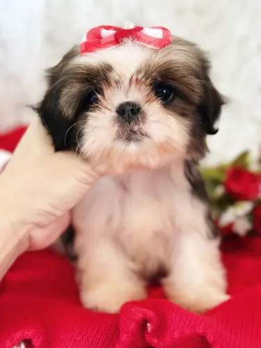 Shih tzu Filhotes de mais alto padrão da raça