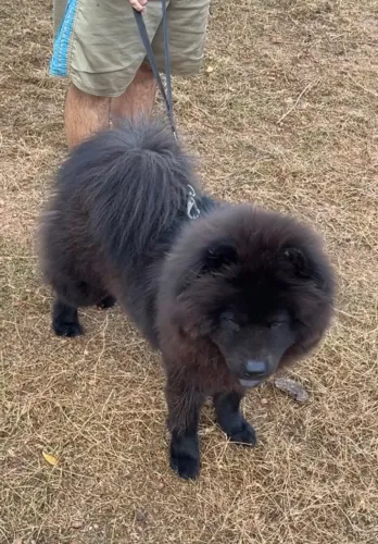 Cachorro Chow Chow
