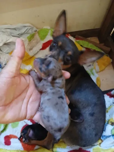 Pinscher Fêmea e Macho(Leiam as descrições)