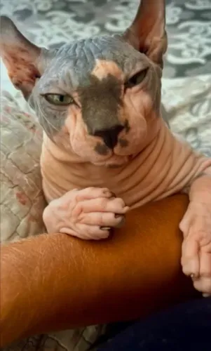 Gatos de raça Bengal e SPhynx