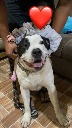 DOA-SE CASAL DE PITBULL