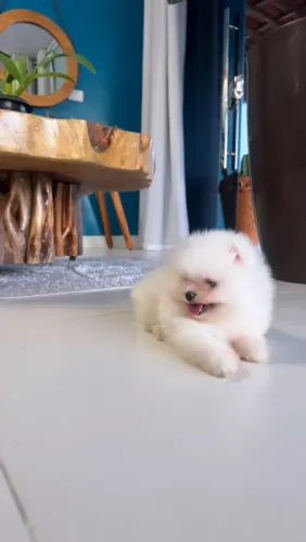 Macho de porte mini - lulu