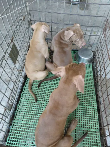 Pit monster 4 meses R$2000