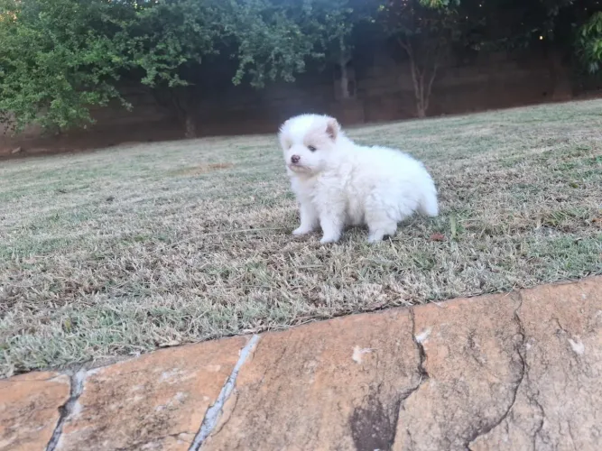 Spitz alemão anão pra reserva 