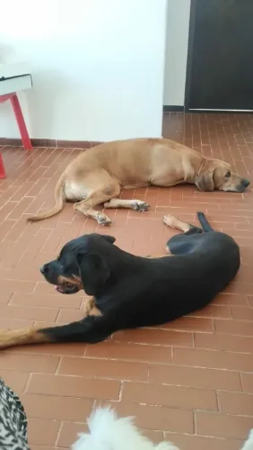 Rottweiler fêmea 5 meses 