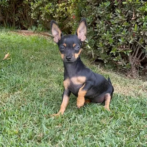 Doação pinscher
