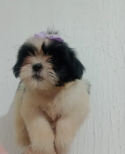 Shih Tzu Femêa e Macho