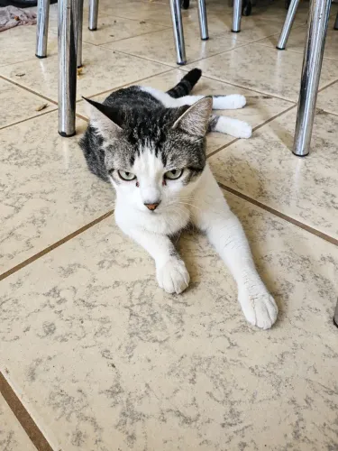 Doação desta linda gatinha