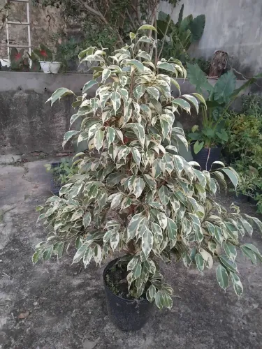 FICUS VARIEGATA
