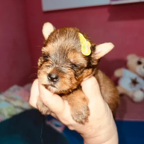 Yorkshire terrier fêmea 