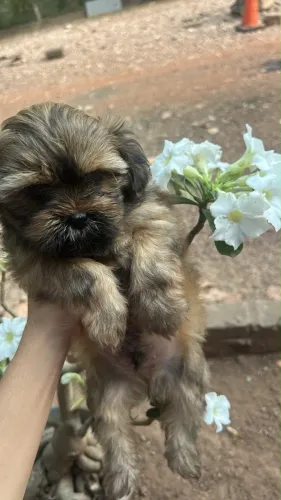 Cachorro shitzu macho e fêmea