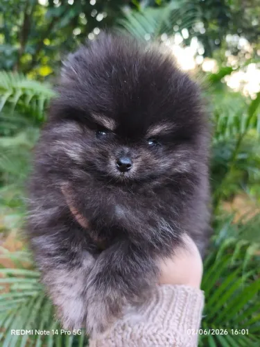Spitz alemão anão (lulu da pomêrania)