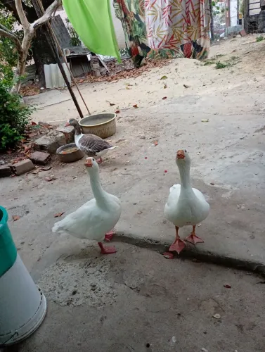 Vendo 1 ganso macho sinaleiro, não faço entrega