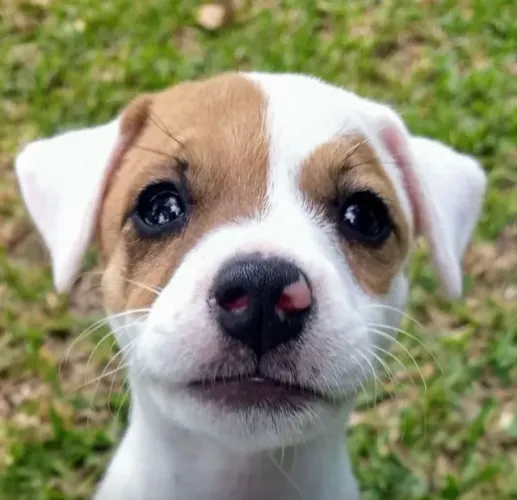 Jack Russel