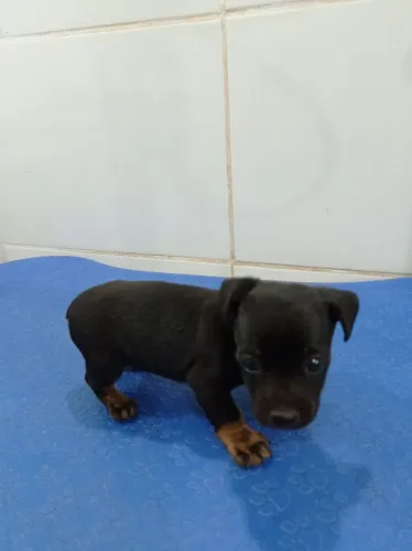 Pinscher 1 macho