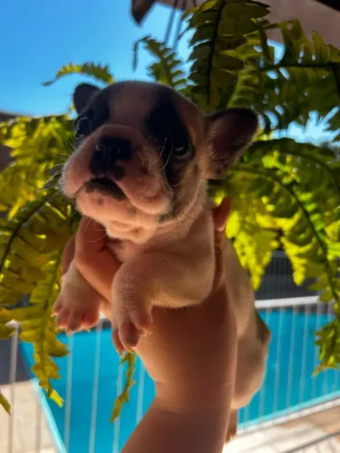 Bulldog francês