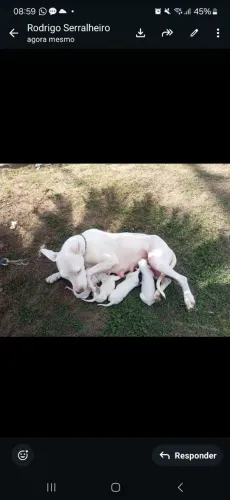 Cachorro dog argentino cão vigia e faz sua segurança 