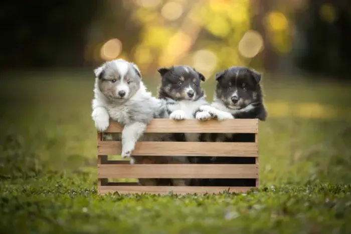 Lindos Filhotes Border Collie ?