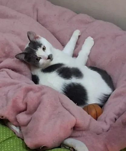 Gatinha para adoção