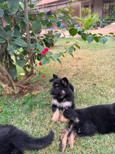 Cachorro Pastor Alemão