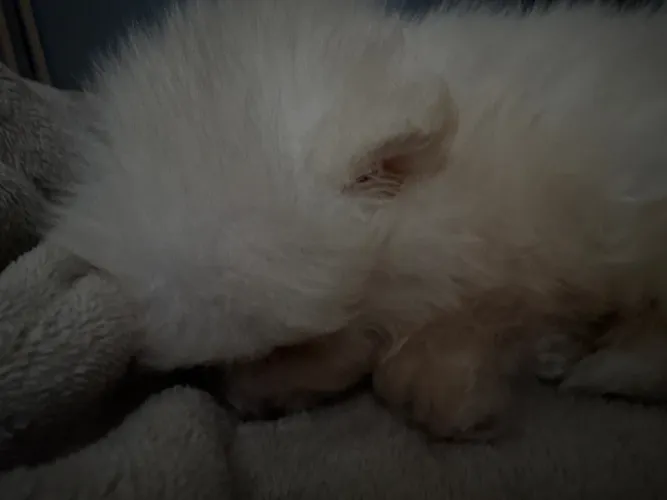 Spitz Alemão Lulu da pomerania
