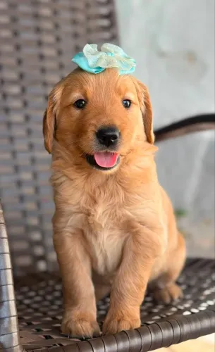Filhote Golden Retriver