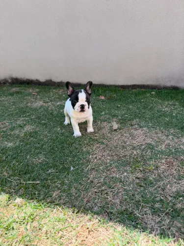 Bulldog francês c/ PEDIGREE CBKC MACHO