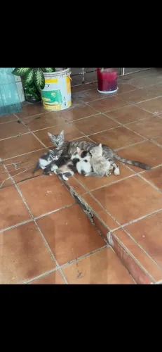 Adoção responsável de gatos cinzas