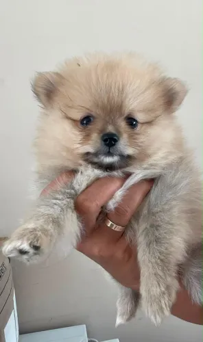 Spitz alemão (Lulu da pomerania)