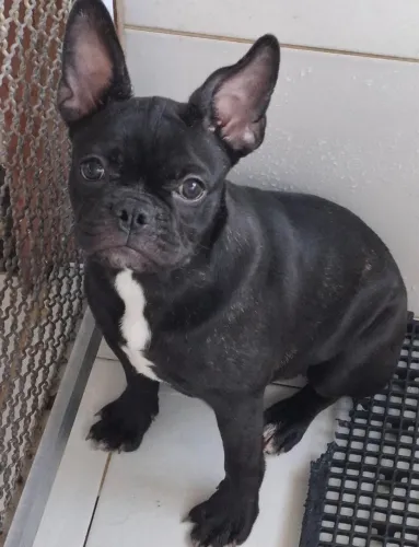 Buldogue francês fêmea 