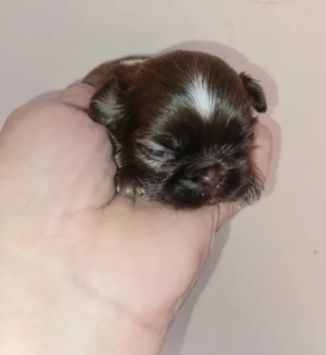 ShihTzu machinhos dois micrinhos