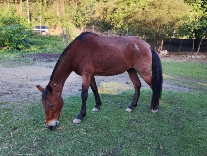 Cavalo moura