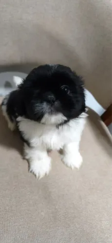 SHITZHU MACHO PURO 