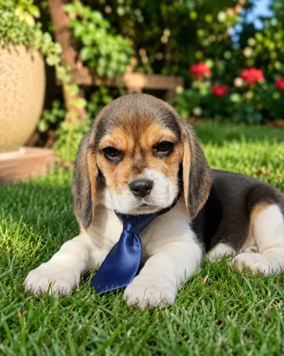 Filhotes de Beagle macho 13 polegadas 59 dias