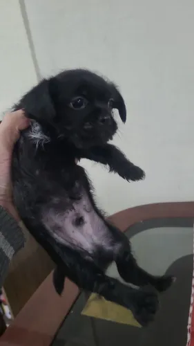 Cachorro