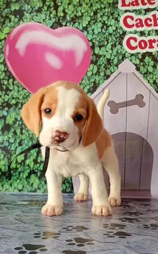Lindos Filhotes de Beagle Carinhosos