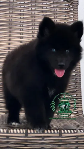 Husky Siberiano extremamente wolly