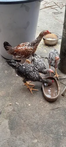 Pintinho, frangos