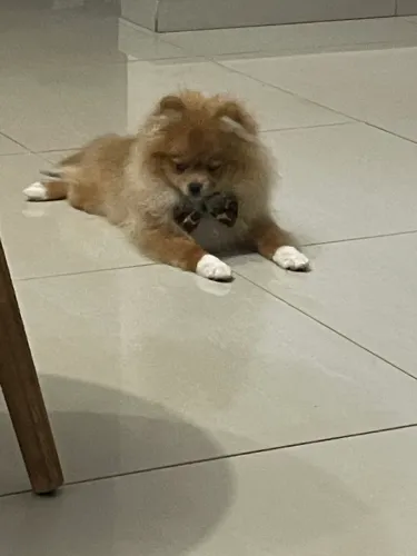 Filhote de spitz alemão 