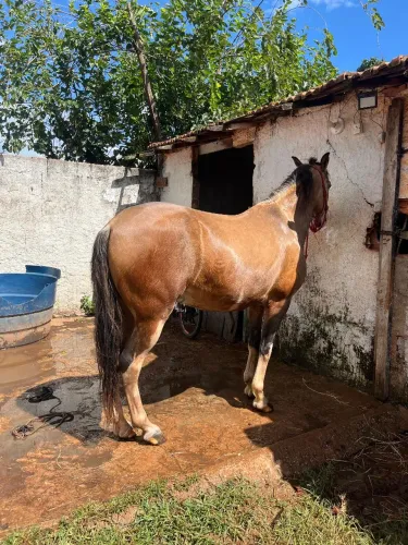 Cavalo baio pra vender ou gambirar em outro 