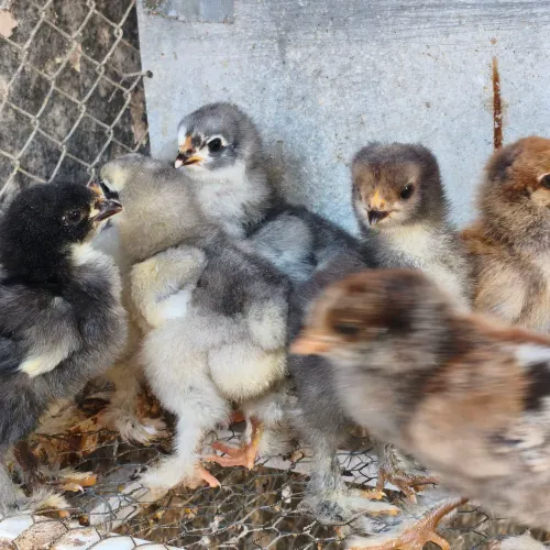 Galinha Brahma, pintinhos