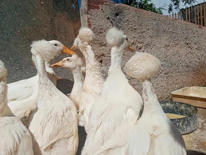 Vendo marrecos pompom branco