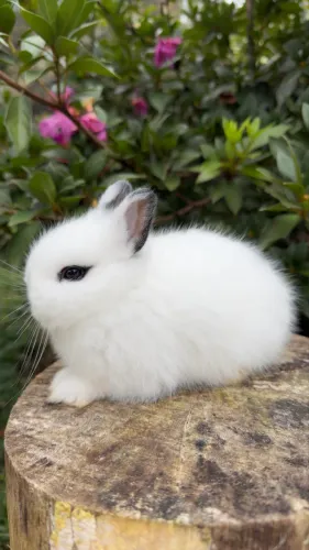 Fêmea Coelho Netherland Dwarf 